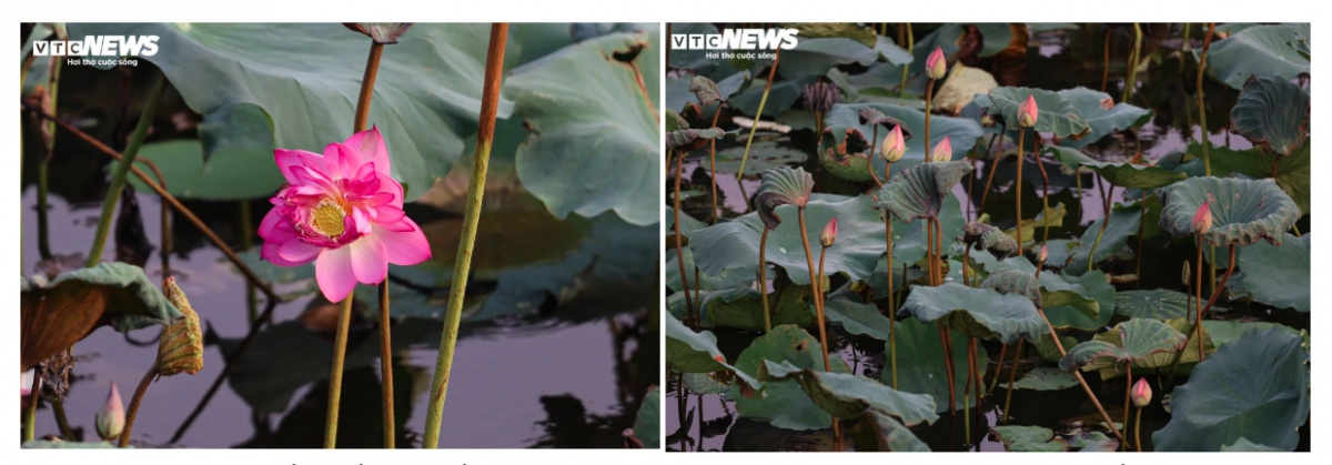 Sen được trồng tại đầm này chủ yếu là sen bách diệp, đây cũng là nguyên liệu chính tạo nên thương hiệu trà sen "đệ nhất Hà Thành". Mỗi bông sen là sự kết tinh của nước sạch, lòng đầm sâu và lớp bùn dày, những điều kiện đặc hữu mà không nơi nào ngoài Hồ Tây có được.