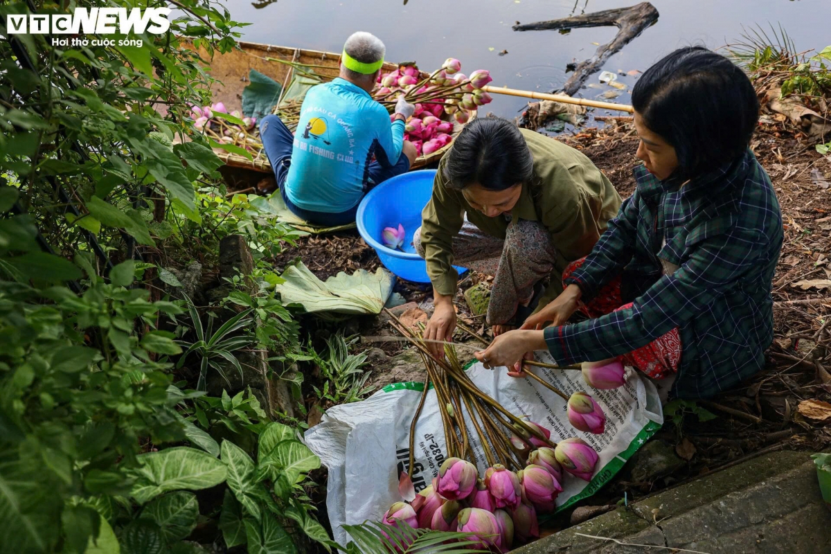 Khác với mọi năm, sen đầm Trị năm nay mất mùa nên việc thu hái trở nên khó khăn và mất nhiều thời gian hơn. Chỉ cần đủ mẻ lên bờ là đã có các nhà chuyên là m trà sen đợi sẵn để nhanh chóng chọn lựa, thu mua.