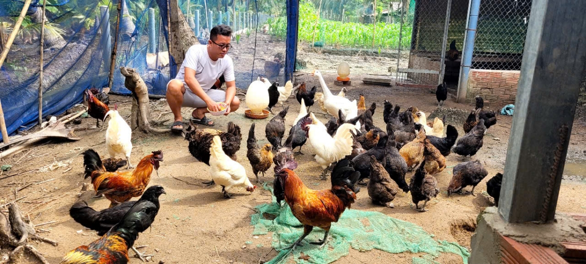 Anh Huỳnh Văn Hiếu còn là chủ trang trại gà đen của dân tộc H'Mông