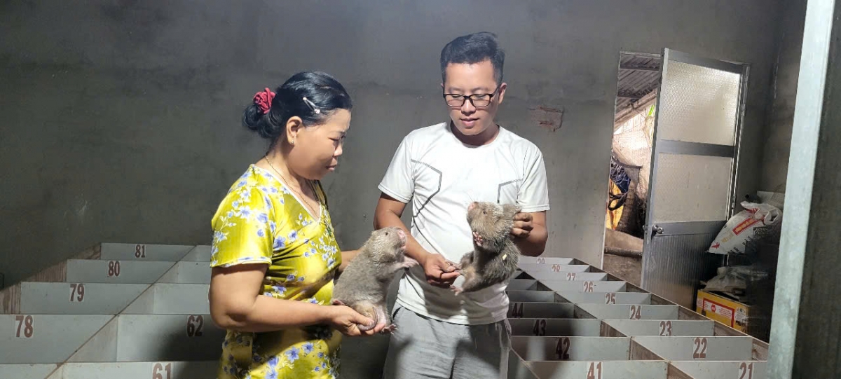 Anh Huỳnh Văn Hiếu đam mê mô hình nuôi dúi thương phẩm