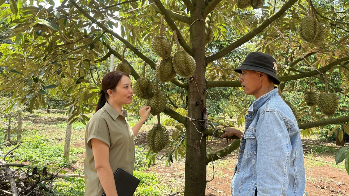Đắk Lắk đã phân cấp quản lý vùng trồng, cơ sở đóng gói và hoạt động kinh doanh sầu riêng cho chính quyền cấp xã.