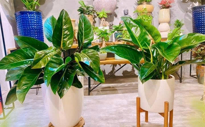 Tưới cây trầu bà đế vương đúng cách: Điều chỉnh tần suất và lượng nước theo độ ẩm của đất. (Ảnh: Namgarden)