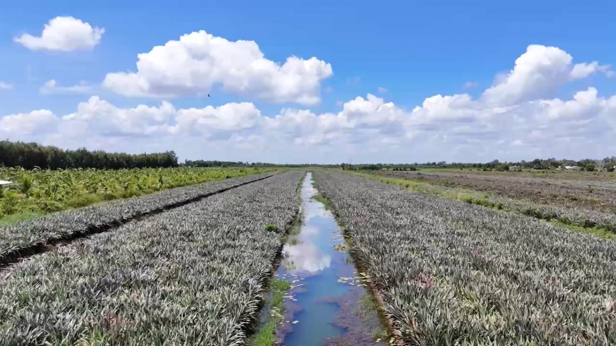 Tỉnh Đồng Tháp hiện có diện tích cây khóm (dứa) nhiều nhất vùng ĐBSCL