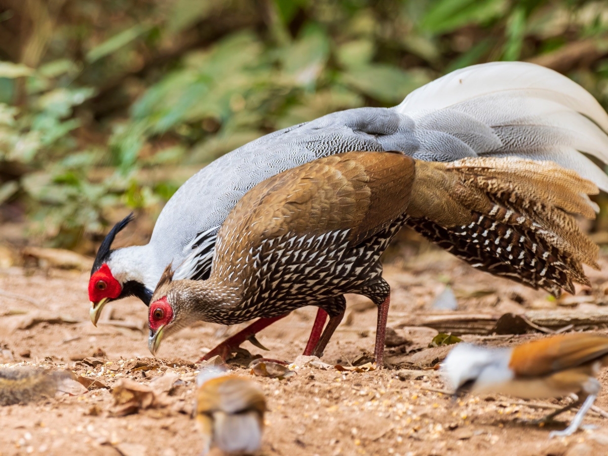 Gà lôi trắng là một loài chim lớn, với chiều dài hơn 1m, gà lôi trắng là một trong những giống gà quý hiếm, được ghi trong sách Đỏ Việt Nam. (Ảnh: Vinwonder)