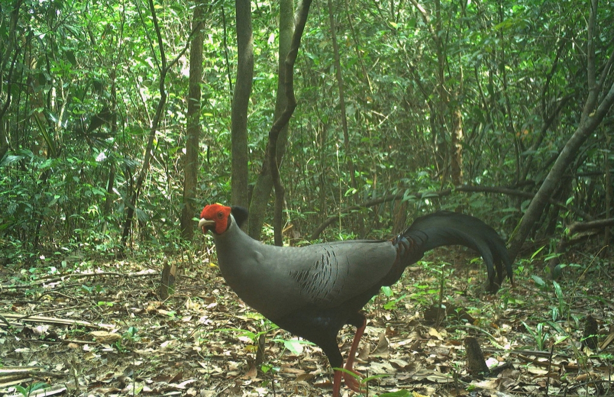 Gà lôi trắng lúc còn nhỏ, gà trống và gà mái đều có lông màu nâu, ngoài ra có những dải lông màu đen. Gà mái giữ nguyên màu lông này, còn gà trống lớn lên sẽ bắt đầu thay lông sang màu trắng. (Trong ảnh: Gà lôi trắng trong rừng đặc dụng Nam Quảng Trị- nguồn báo Tiền Phong).