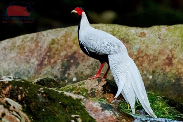 Trong tự nhiên, để gà trống trưởng thành mất đến 2 năm, và ngoại hình sẽ thay đổi, bao gồm mào đen và dài, cằm và họng cũng màu đen, phần lườn ức có màu xanh hoặc trắng, và đuôi dài khoảng 50-70cm. Mặt gà đỏ sưng và chân màu vàng xanh (ảnh: Internet)