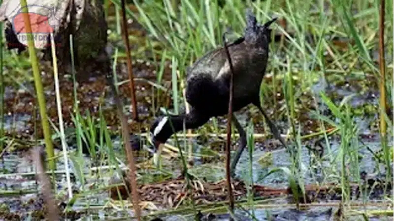 Gà lôi nước Ấn Độ có tên khoa học Hydrophasianus chirurgus. Chim trưởng thành có lông trên mắt và một dải lông mày rộng kéo dài đến gáy có màu trắng. Phần đầu và cổ còn lại mặt hung, nách và dưới cánh đen với một chút ánh lục thẫm, phần trên của cổ có thể có màu xanh đỏ hoặc lục tím. Lưng và lông bao cánh có màu lục vàng với ánh đồng. Hông và phần trên của đuôi có màu hung nâu với ánh đỏ. (ảnh: Internet)