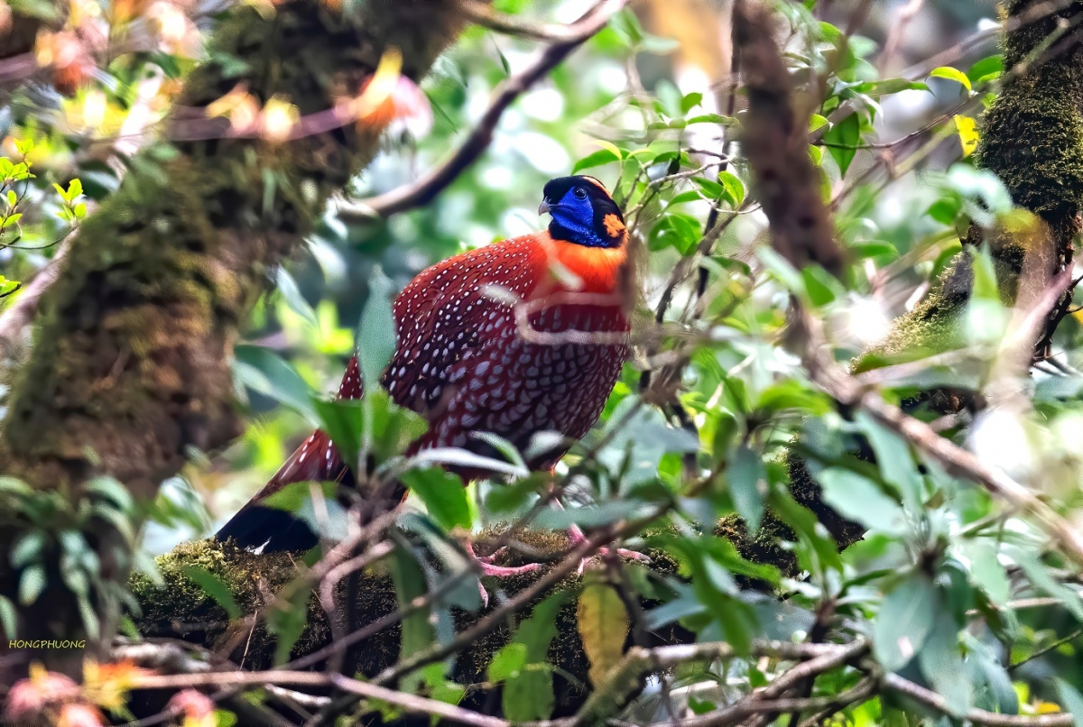 Con đực non có màu giống như chim cái, nhưng cỡ lớn hơn một chút, trên đầu có khi có màu đỏ lẫn đen. Phần ngực trên đen thẫm. Con cái trưởng thành tương tự như con đực nhưng bộ lông có vệt đen hung và trắng, nhìn không đẹp, không hấp dẫn bằng con đực. Cả con đực và cái đều có mỏ đen, mắt nâu, chân màu hồng. (ảnh: Thanh Niên)