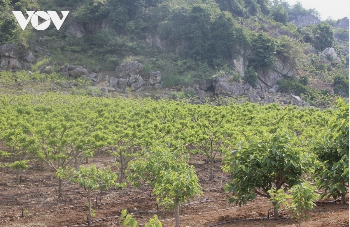 Na hiện được trồng chủ yếu ở khu vực Cò Nòi (huyện Mai Sơn cũ), tỉnh Sơn La