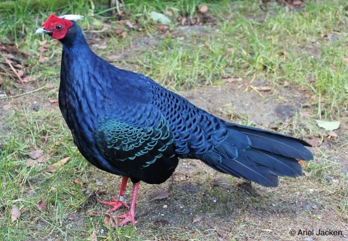 Con trống thường có sắc lông màu lam thẫm ngả sang màu đen còn con mái có màu nâu. Chân và mặt của gà lôi lộ phần da màu đỏ. (ảnh: internet)