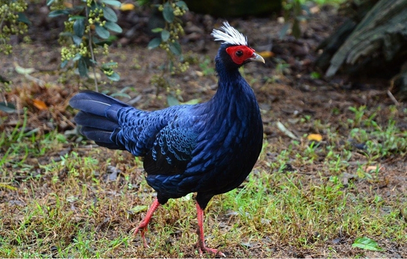 Gà lôi lam mào trắng là một loài chim thuộc họ Trĩ (Phasianidae), đặc hữu tại khu vực rừng mưa nhiệt đới của Việt Nam. Loài gà lôi này có chiều dài 58–67 cm. Gà lôi lam mào trắng cũng là một trong những giống gà quý hiếm, được ghi trong sách Đỏ Việt Nam. (ảnh: internet)