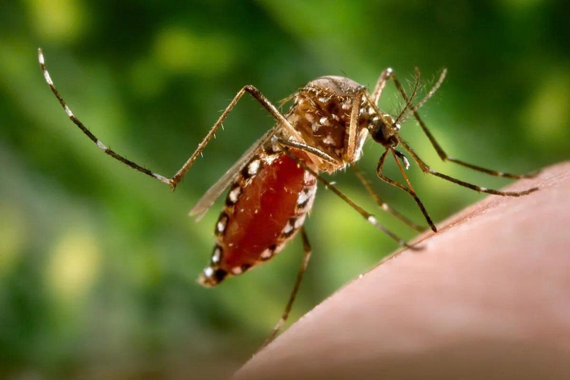 Bệnh Chikungunya không lây trực tiếp từ người sang người mà lây truyền qua trung gian là muỗi Aedes, cùng loại muỗi vằn truyền bệnh sốt xuất huyết (ảnh minh họa)