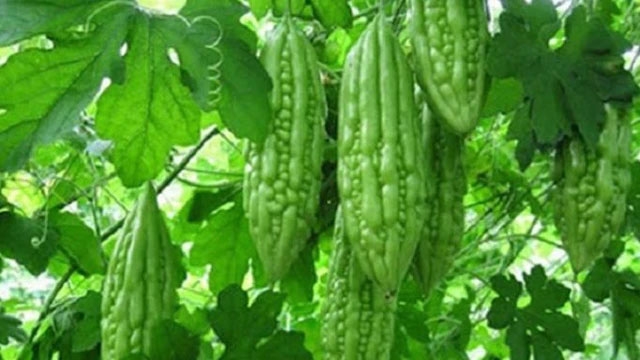 Mướp đắng không chỉ là loại rau được ưa chuộng nhờ vị đắng đặc trưng, mướp đắng còn được đánh giá cao như một vị thuốc với nhiều công dụng tốt cho sức khỏe