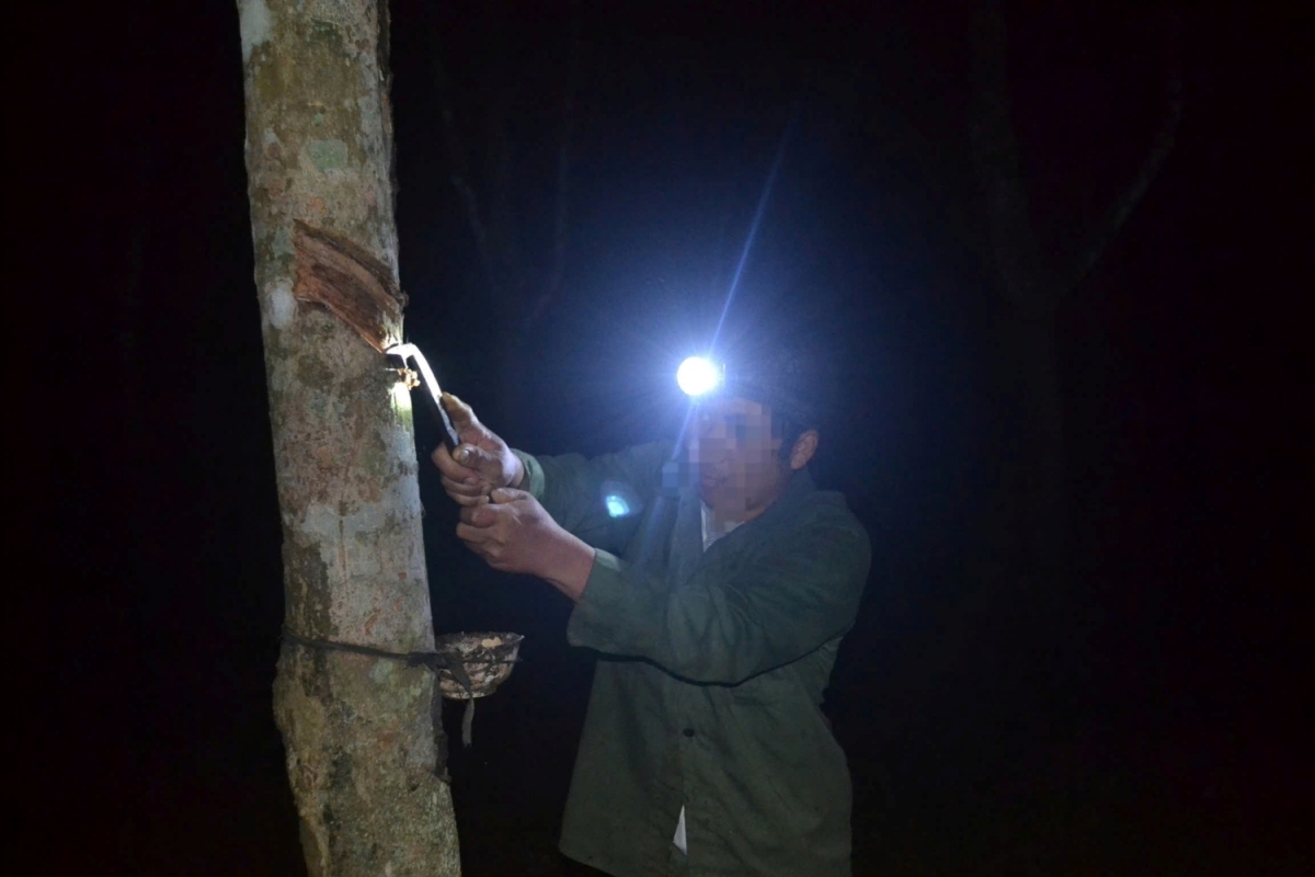 Người dân xã Cam Lộ khai thác mủ từ cây cao su.