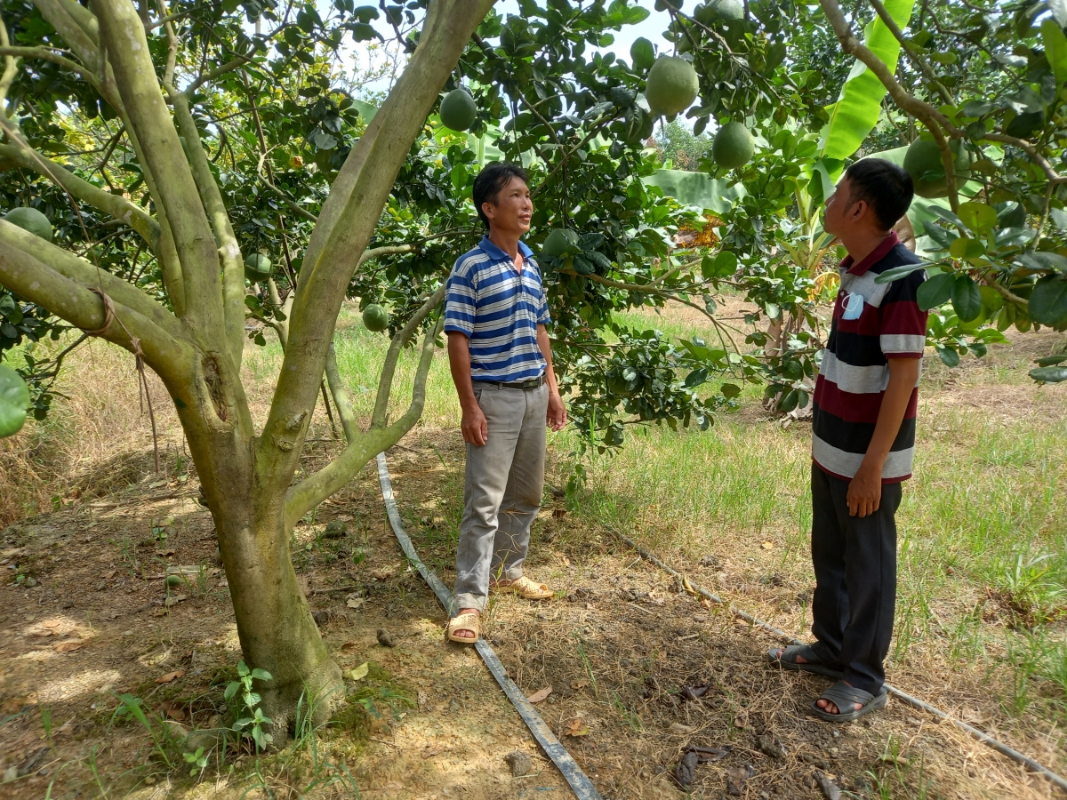 Bưởi da xanh được đồng bào dân tộc miền núi tỉnh Khánh Hòa trồng hiệu quả