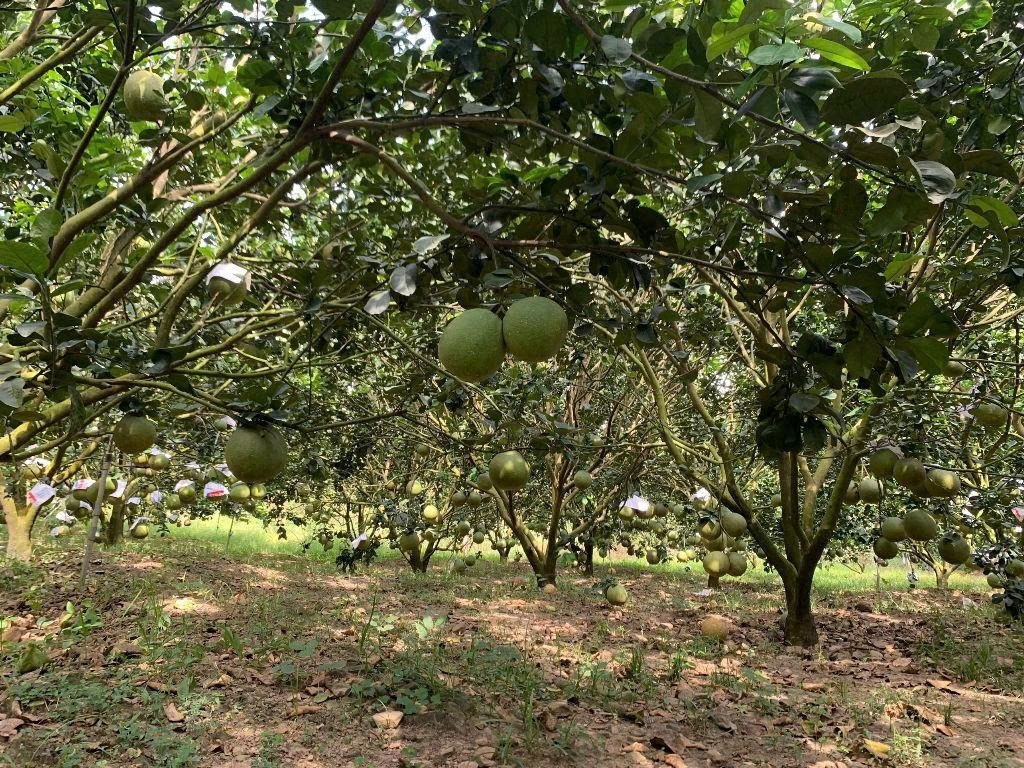 Trái bưởi được người dân chăm sóc kỹ, mẫu mã đẹp