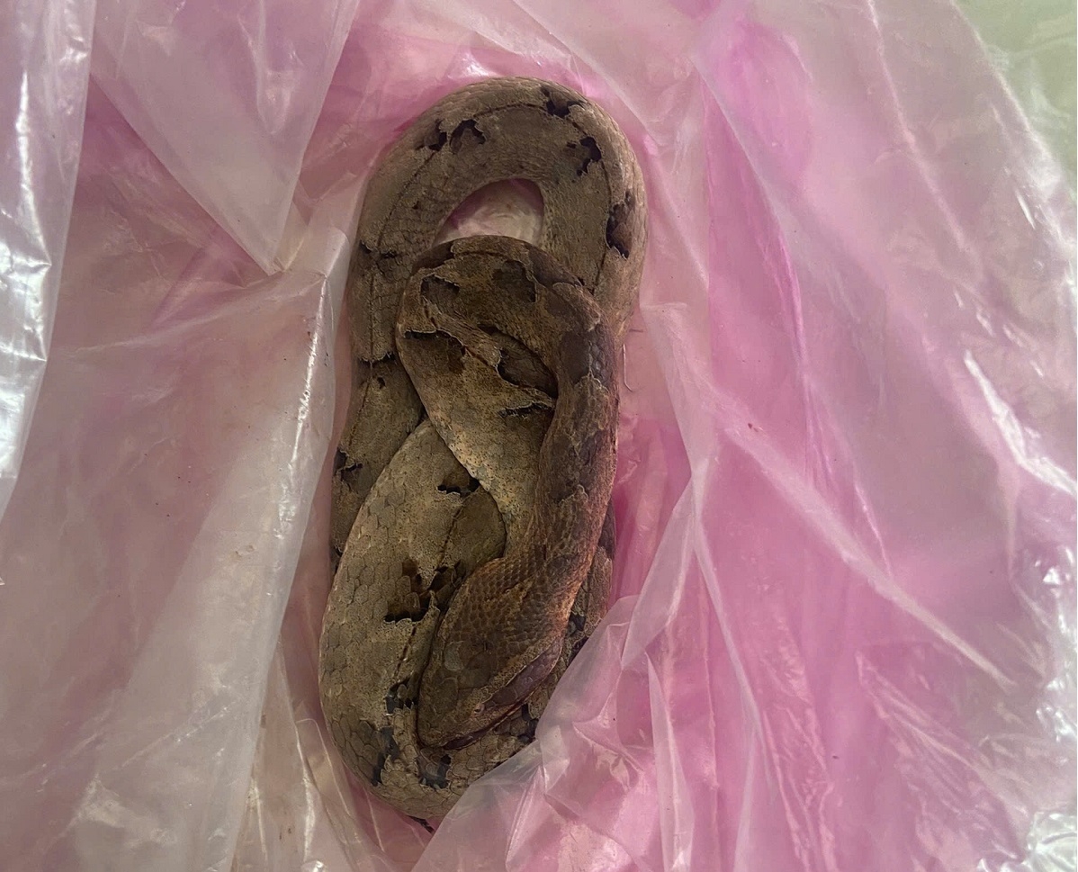 Con rắn cắn nạn nhân - Ảnh: B.H