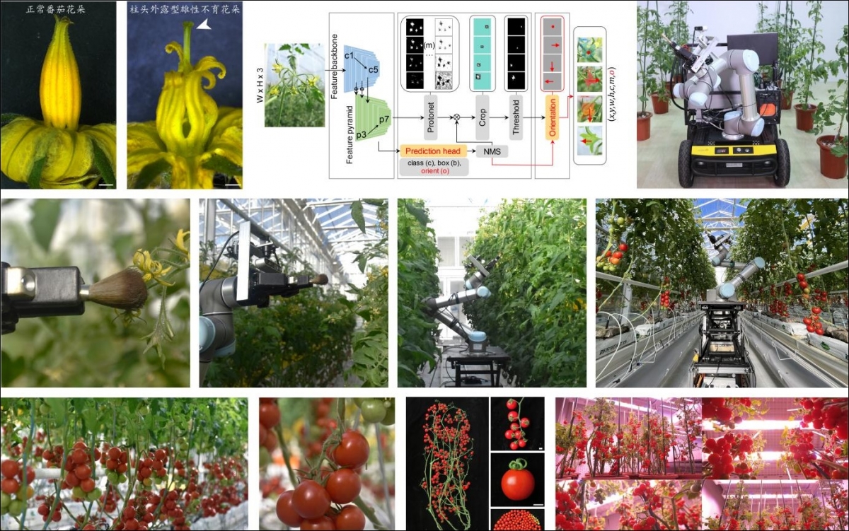 Kết quả nghiên cứu tạo ra dòng bất dục đực ở cây cà chua, đậu tương và robot lai tạo giống thông minh GEAIR. Ảnh: CCTV