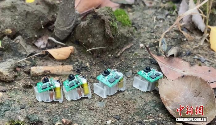 Robot bò trong series robot mềm siêu bền của Trung Quốc. Ảnh do Đại học Tây Hồ cung cấp