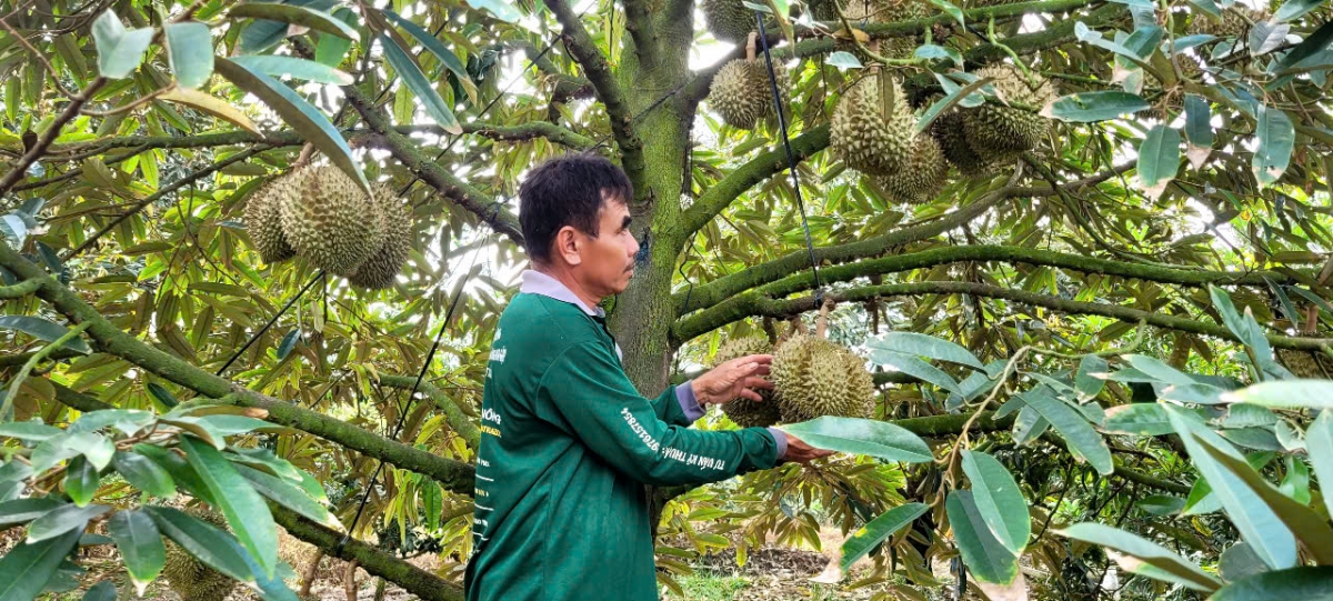 Nhà vườn tỉnh Đồng Tháp tích cực chăm sóc vườn cây sầu riêng