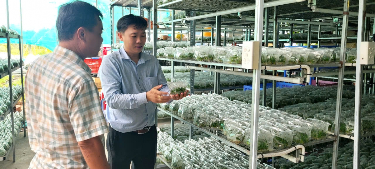 HTX nông nghiệp công nghệ cao Kim Phát nổi bật với mô hình cấy mô nhân giống cây trồng