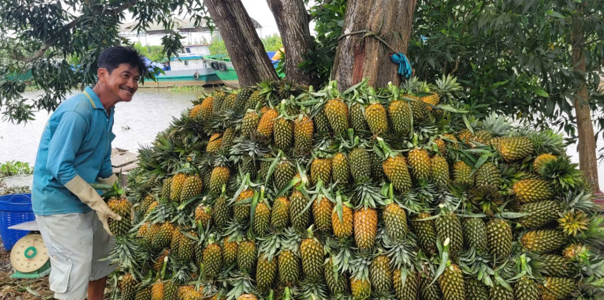 Nhiều nông dân trồng khóm trở thành "ty phú đất phèn"