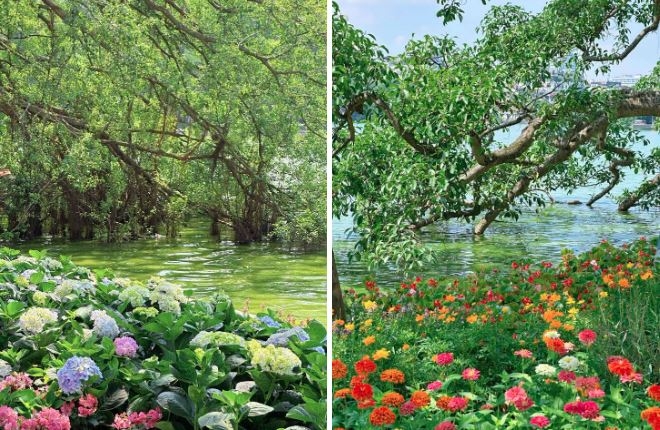 Hồ Gươm là nơi chỉ cần chụp ảnh là đẹp.(Ảnh: Hueling.do)