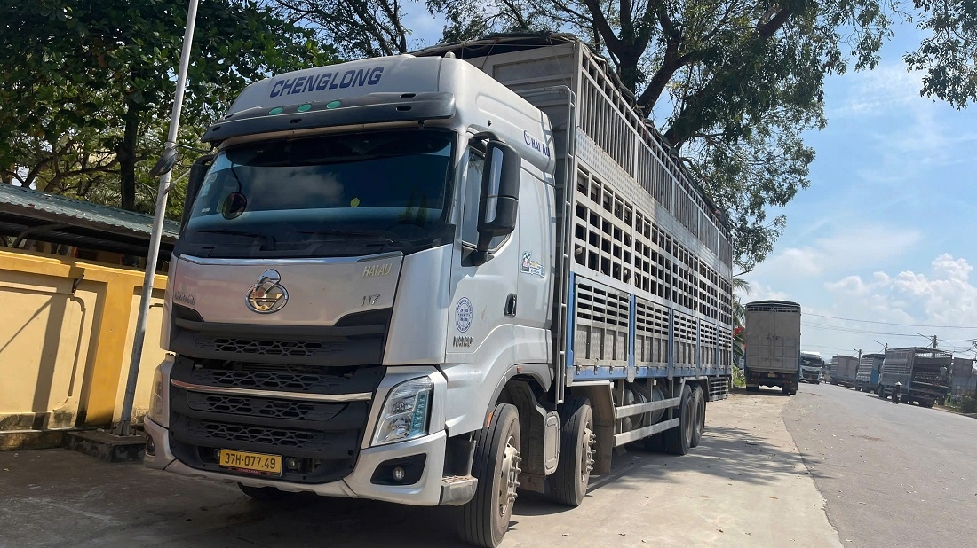 Ô tô tải chở 48 con trâu không rõ nguồn gốc, không có giấy chứng nhận kiểm dịch. Ảnh: Phạm Thủy.