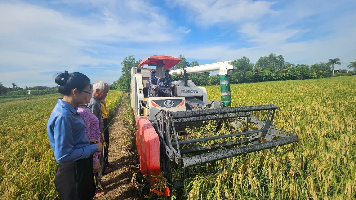 Chỉ 4 năm sau (năm 1989), Việt Nam đã xuất khẩu gạo,  từ năm 1998 trở thành cường quốc gạo thế giới