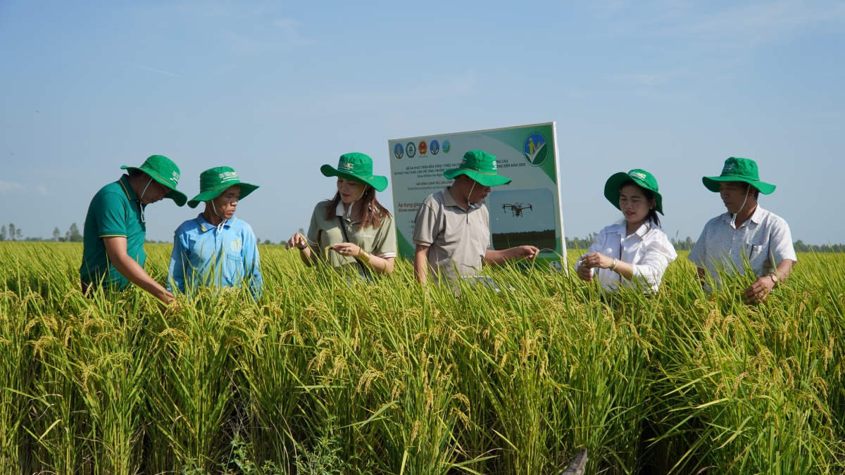 Quy trình canh tác lúa chuyên canh chất lượng cao phát thải thấp ở ĐBSCL