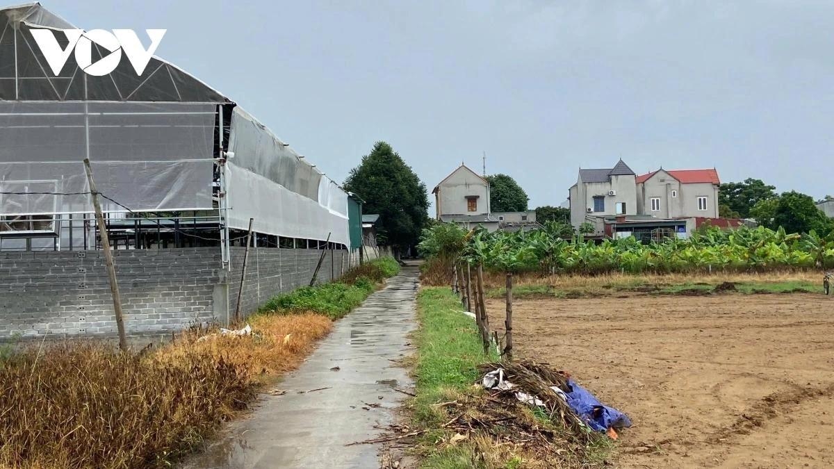 Trang trại chăn nuôi hàng trăm con bò sát khu dân cư ở xã Nga Sơn.