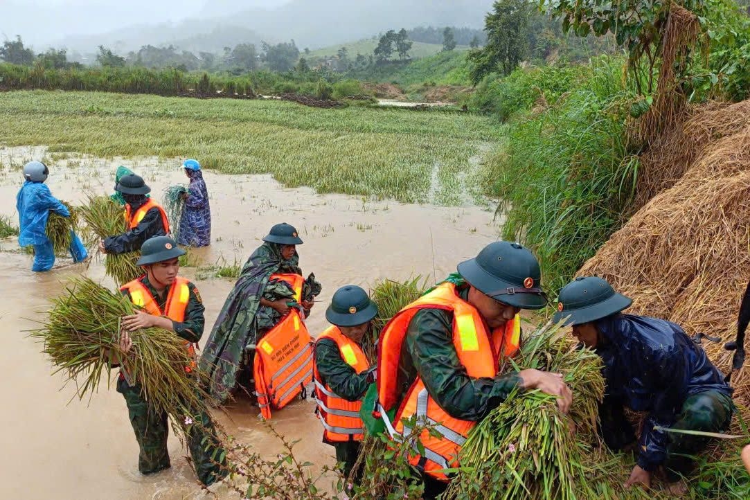 Bộ đội Biên phòng thành phố Huế giúp người dân xã A Lưới 1 thu hoạch lúa