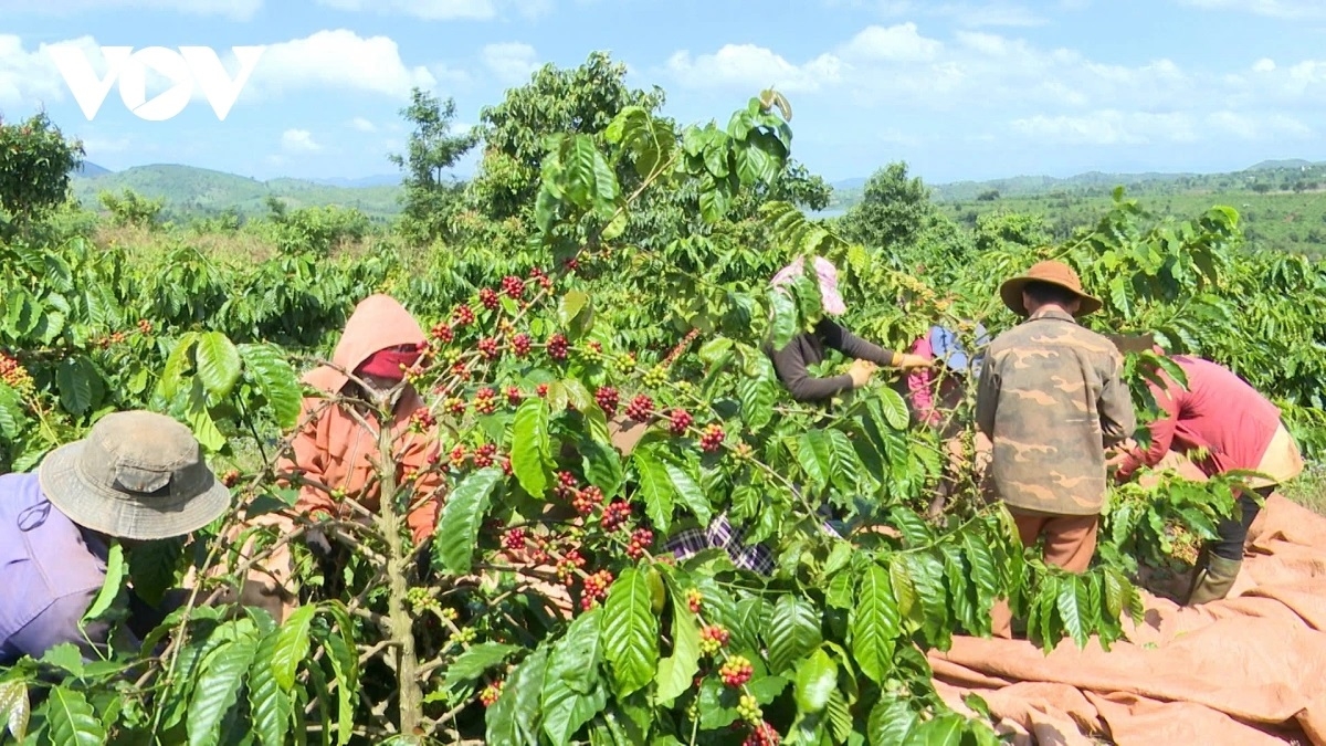 Giá cà phê trong nước trung bình ở mức 97.400 đồng/kg