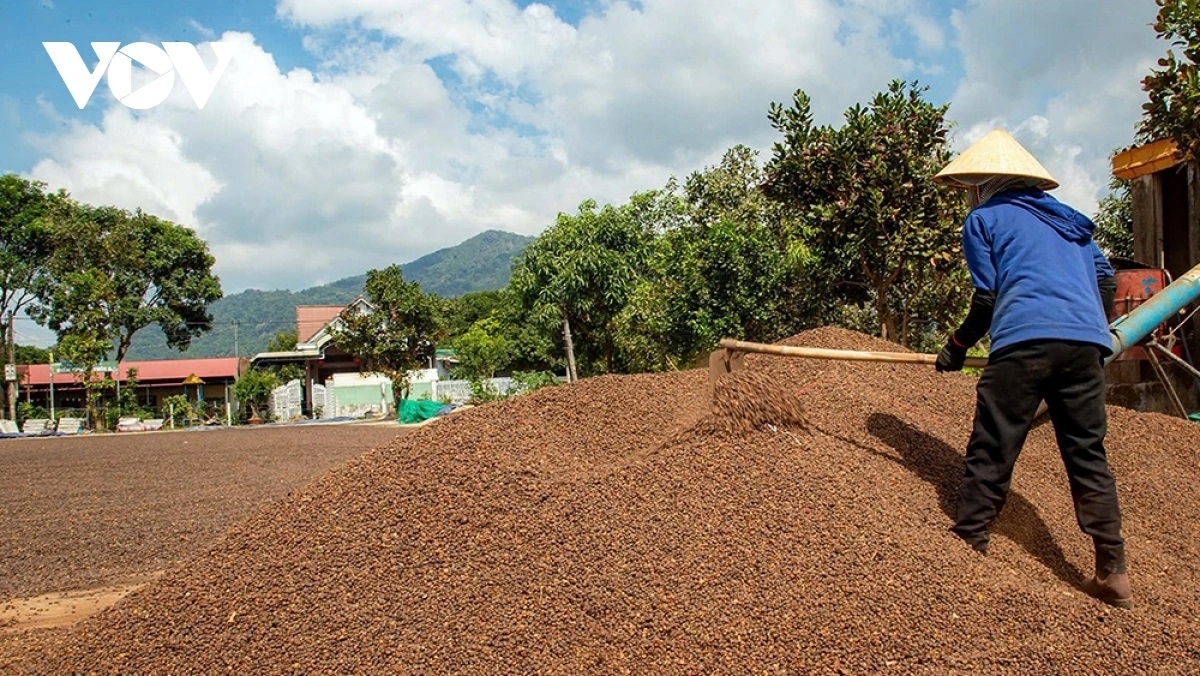 Giá cà phê trong nước trung bình ở mức 85.900 đồng/kg