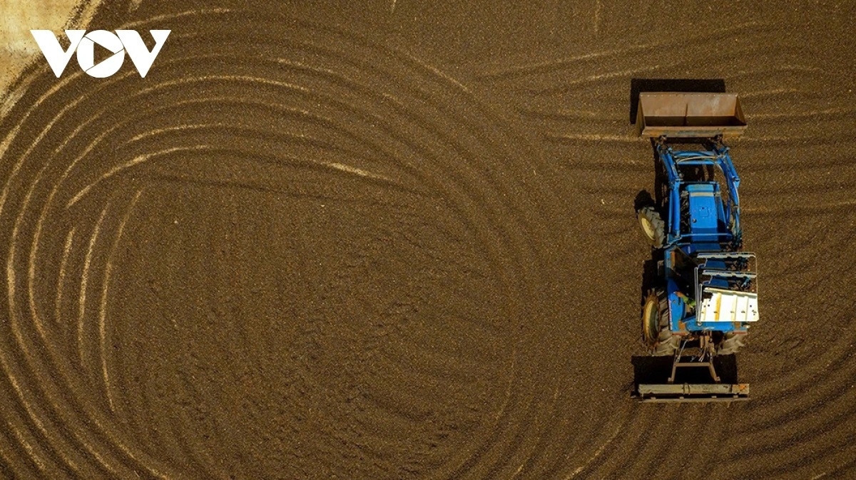 Giá cà phê trong nước tăng 500 đồng/kg