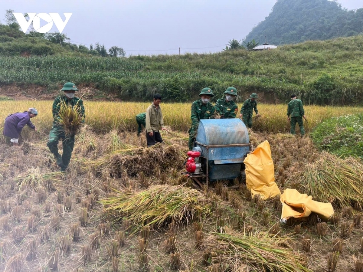 Cán bộ chiến sĩ đồn Biên phòng Cần Yên (Hà Quảng) giúp gia đình thân nhân liệt sĩ do đơn vị phụng dưỡng thu hoạch vụ mùa. Ảnh Công Luận.