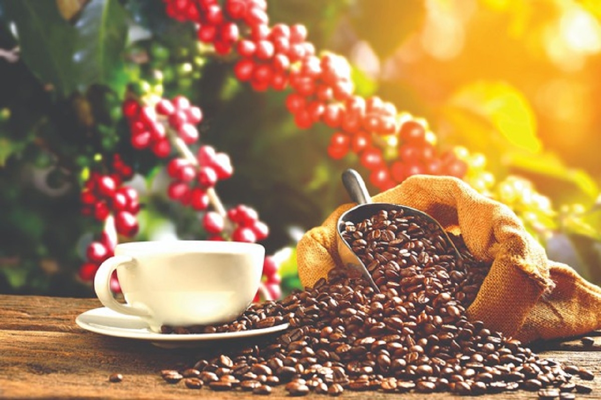 Giá cà phê trong nước giảm mạnh