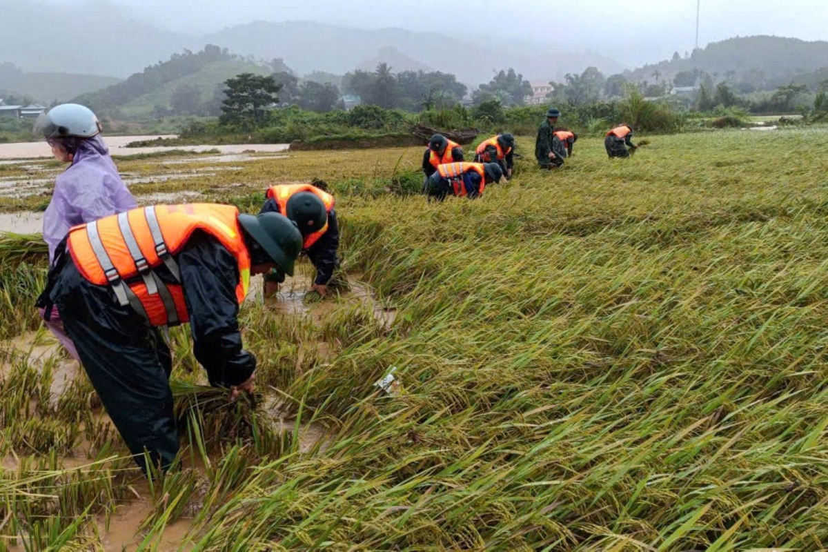 Đồn Biên phòng cửa khẩu A Đớt, Ban chỉ huy Bộ đội Biên phòng thành phố Huế giúp người dân xã A Lưới 4 thu hoạch lúa