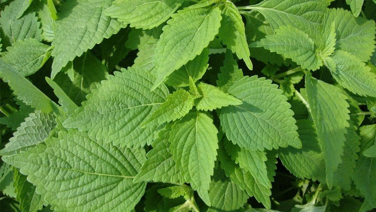 Rau kinh giới có nhiều công dụng trị bệnh