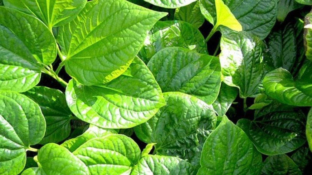 Hiện chưa có nghiên cứu khoa học nào khẳng định việc ăn lá lốt gây mất sữa