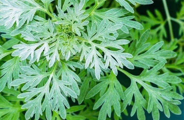 Ngải cứu vừa là loại rau vừa là vị thuốc dân gian