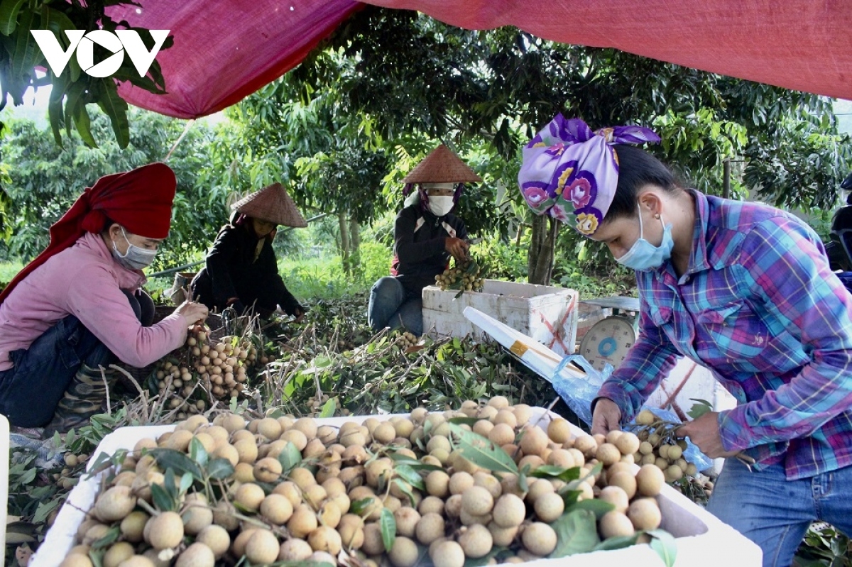 Hiện đang là chính vụ thu hoạch nhãn ở Sơn La, với sản lượng ước khoảng 200 nghìn tấn