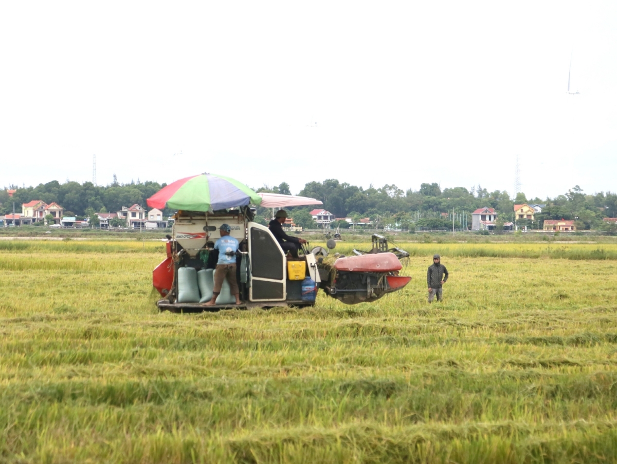Nông dân khẩn trương thu hoạch lúa chạy đua với bão