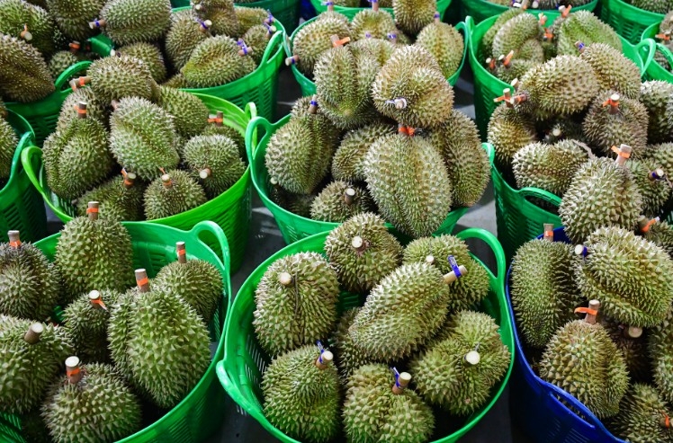 Xuất khẩu sầu riêng phục hồi mạnh giúp kim ngạch xuất khẩu ngành rau quả từ tăng trưởng âm chuyển sang tăng trưởng dương. Ảnh: Nguyễn Huế