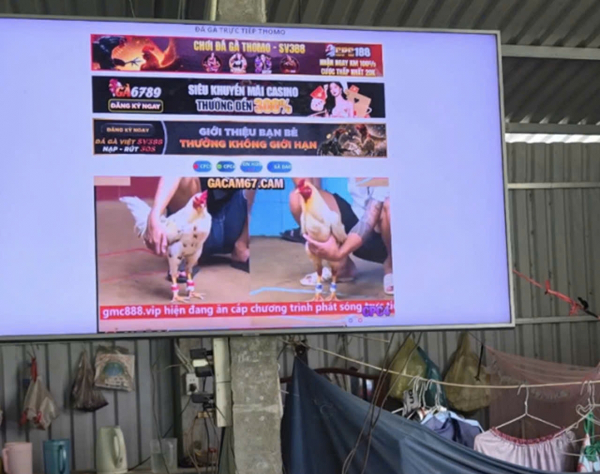 Tụ điểm đá gà qua mạng tại xã Long Bình