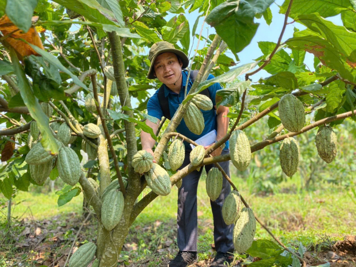 Các vườn mô hình ca cao bền vững tại xã Ea Kar, tỉnh Đắk Lắk cho thấy năng suất tăng gấp 1,5 lần so với trước - Ảnh: RecoPro