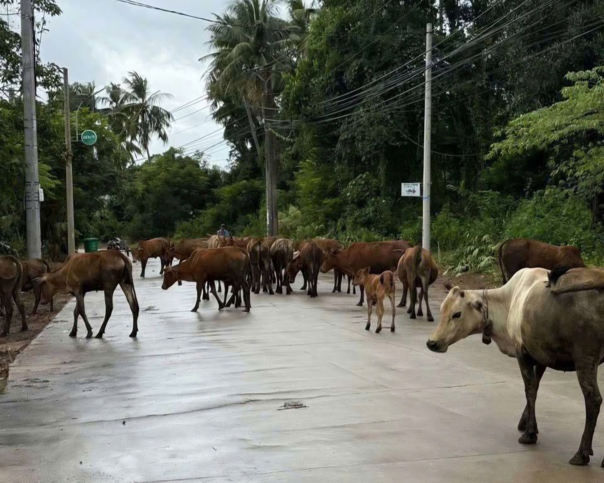  Một số hình ảnh bò thả rông chạy trên đường giao thông ở Phú Quốc ây cản trở giao thông, mỹ quan đô thị, ô nhiễm môi trường được người dân chụp lại