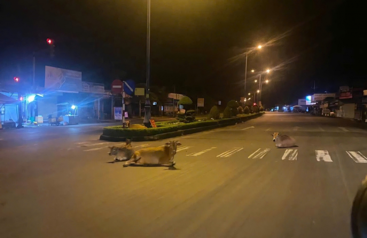 Tuyên truyền, vận động đến từng hộ gia đình, cá nhân chấp hành việc cấm chăn thả rông gia súc (bò) 