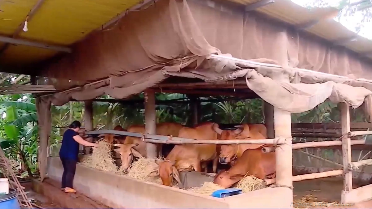 Đàn bò của gia đình bà Nguyễn Thị Dương (xã Trảng Bom, tỉnh Đồng Nai).