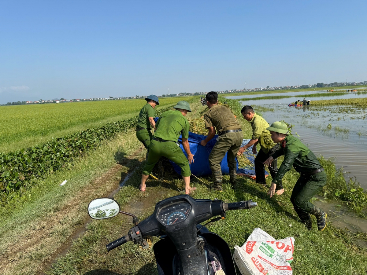 Công an xã Đa Phúc gặt lúa chạy nước giúp dân trên cánh đồng Bắc Phú. (Ảnh: CA xã Đa Phúc)